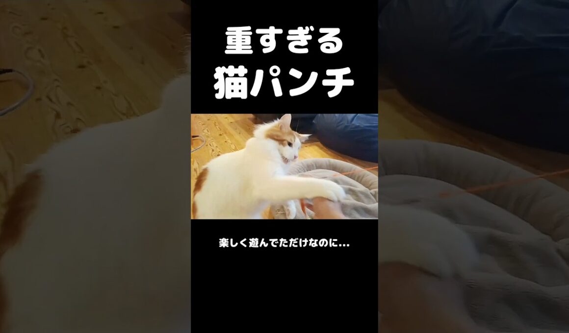 今日のセテさん #メインクーン のパンチ重すぎ #ノルウェージャンフォレストキャット #サイベリアン #大型猫 #猫のいる暮らし #shorts #cat #mainecoon #catshorts​