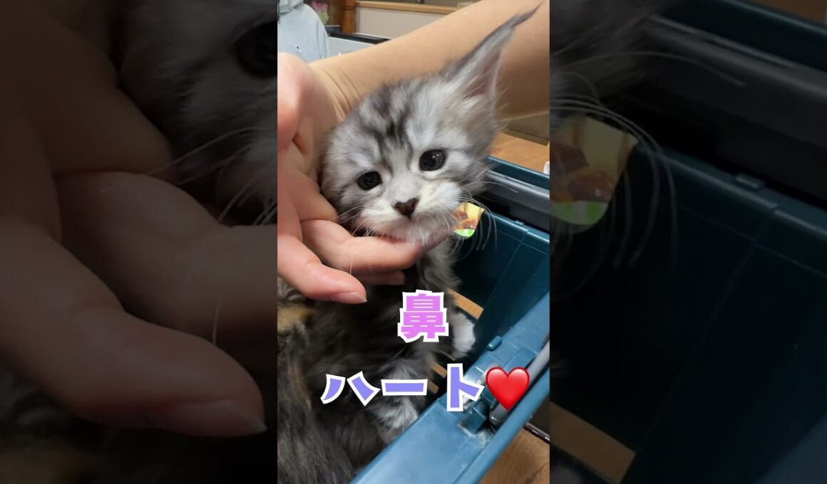 お鼻がハート❤️可愛い大型猫メインクーンの子猫時代#short