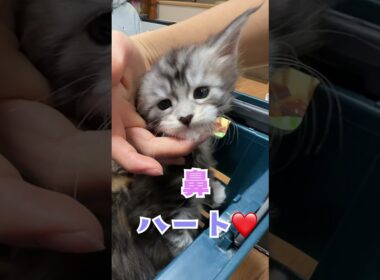 お鼻がハート❤️可愛い大型猫メインクーンの子猫時代#short
