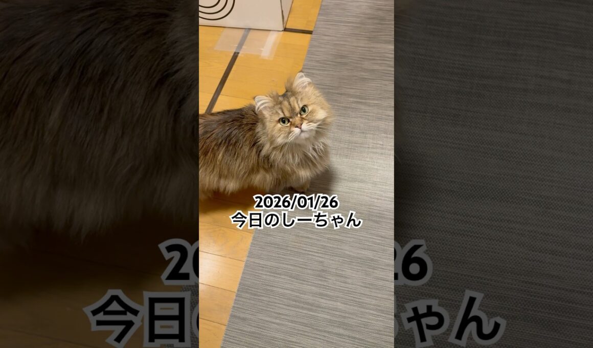 2026/01/26今日のしーちゃん #猫 #ペルシャ #シエル #cat #猫のいる暮らし