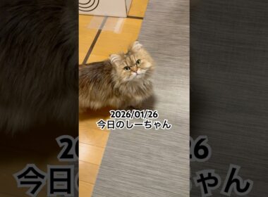 2026/01/26今日のしーちゃん #猫 #ペルシャ #シエル #cat #猫のいる暮らし
