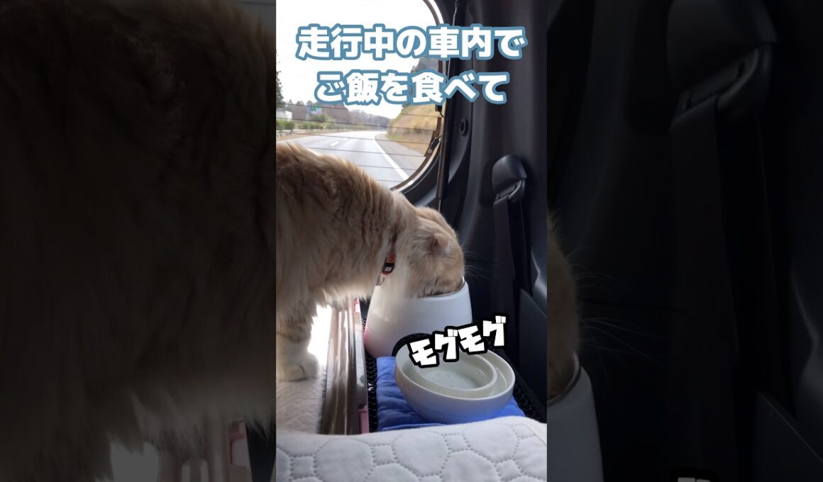 驚異的な心臓を持つ図太い猫 #shorts #猫 #スコティッシュフォールド