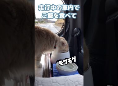 驚異的な心臓を持つ図太い猫 #shorts #猫 #スコティッシュフォールド