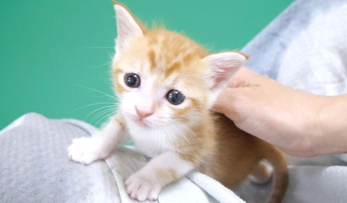 甘えん坊子猫のゴロゴロ猫エンジンを聴いてください【赤ちゃん猫　保護猫】