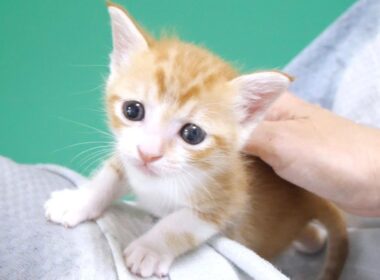 甘えん坊子猫のゴロゴロ猫エンジンを聴いてください【赤ちゃん猫　保護猫】