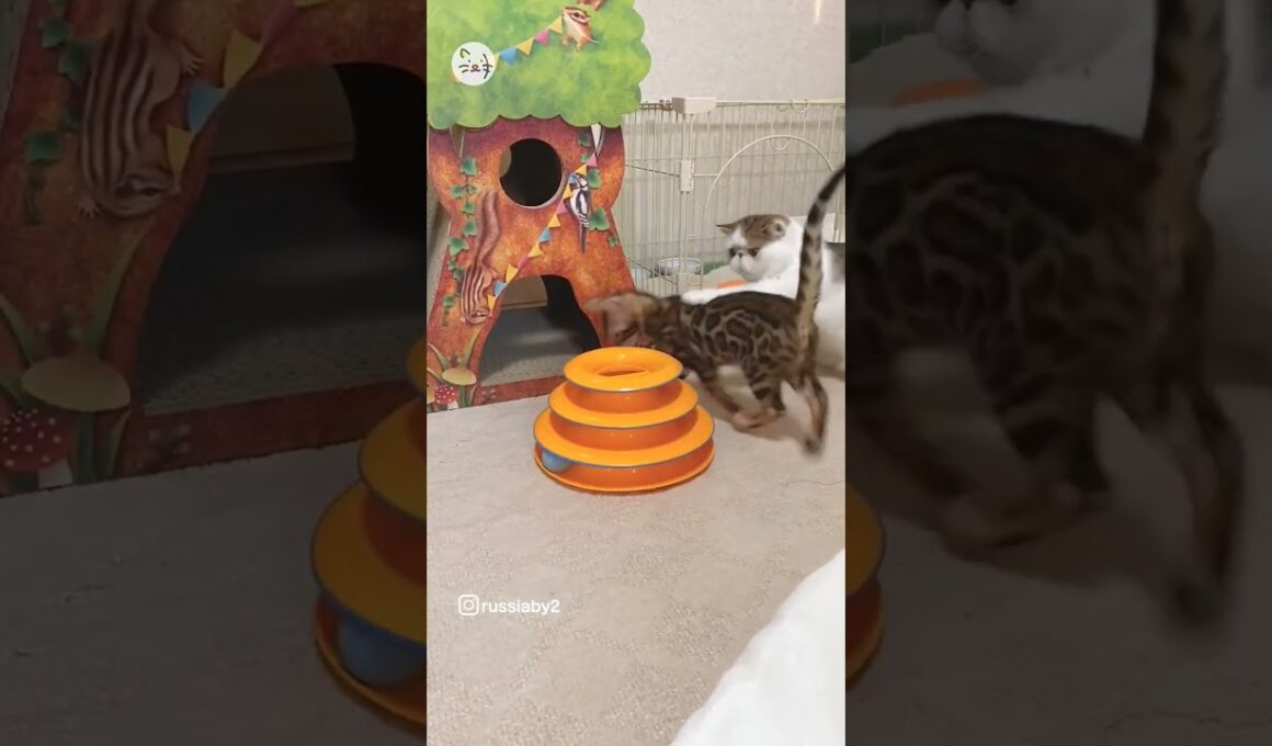 もしかして…！ベンガル&エキゾチックショートヘア子猫ちゃんの日常🐈Maybe… #猫王国 #ベンガル #エキゾチックショートヘア #猫 #cat #pets