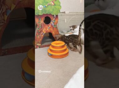 もしかして…！ベンガル&エキゾチックショートヘア子猫ちゃんの日常🐈Maybe… #猫王国 #ベンガル #エキゾチックショートヘア #猫 #cat #pets