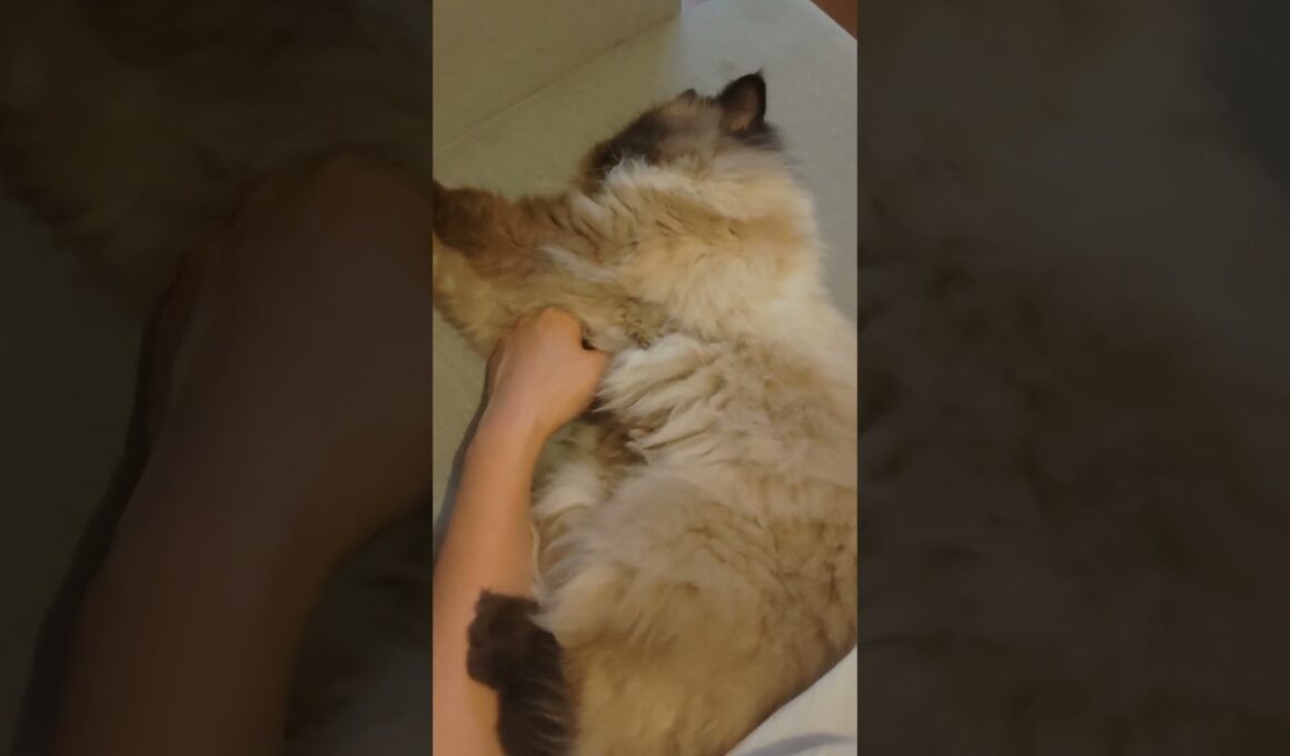 左手ポカポカ　#ヒマラヤン #ねこ　#猫　#cat