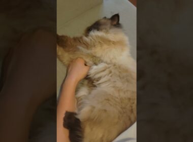 左手ポカポカ　#ヒマラヤン #ねこ　#猫　#cat