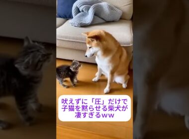 【貫禄】吠えずに「圧」だけで子猫を黙らせる柴犬が凄すぎるｗｗ