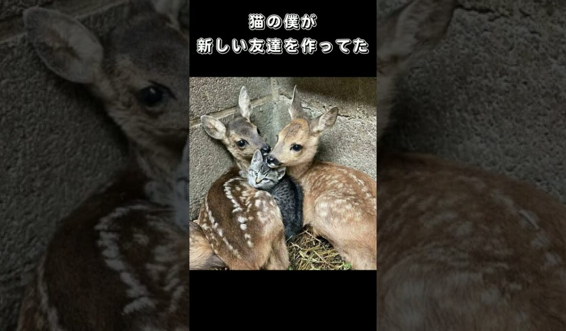 猫の僕が新しい友達を作ってた