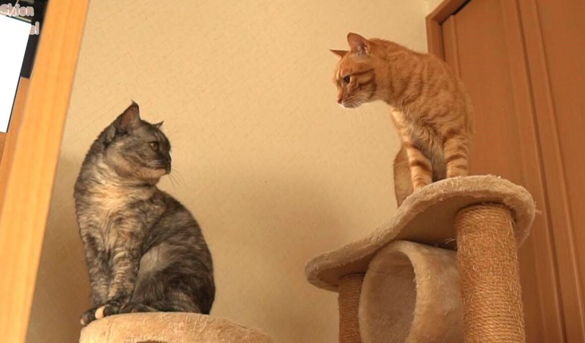 子猫と一緒に遊んでもいいか母猫に許可を取る先住猫