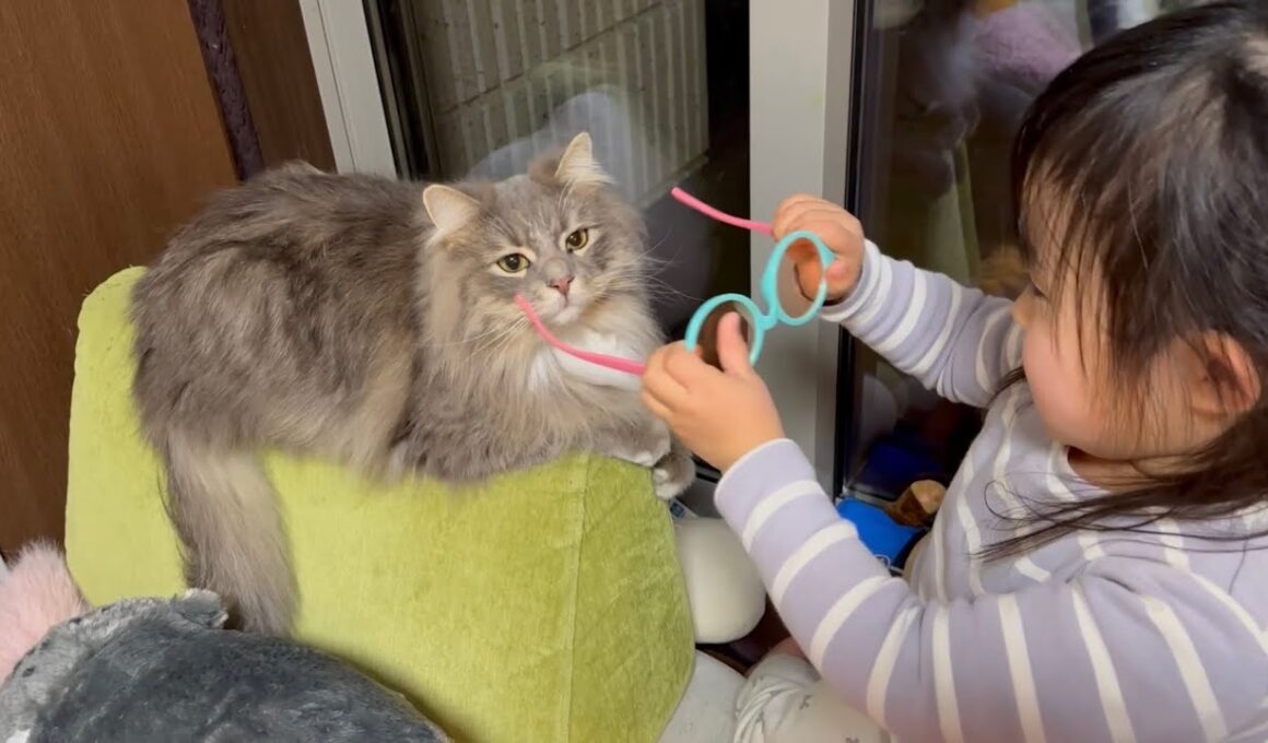 雪に心躍る猫と室内に逃げる猫　ラガマフィン　サイベリアンA cat looking happy in the snow. Siberian