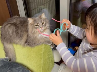 雪に心躍る猫と室内に逃げる猫　ラガマフィン　サイベリアンA cat looking happy in the snow. Siberian