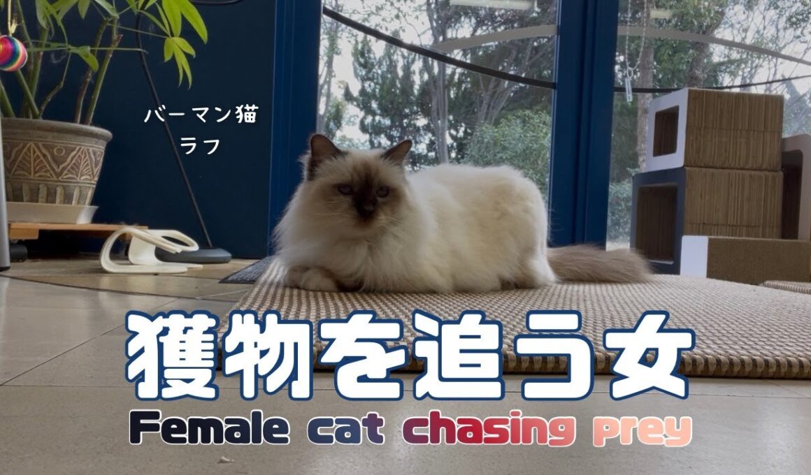 バーマン猫ラフ【獲物を追う女】Female cat chasing prey（バーマン猫）Birman/Cat