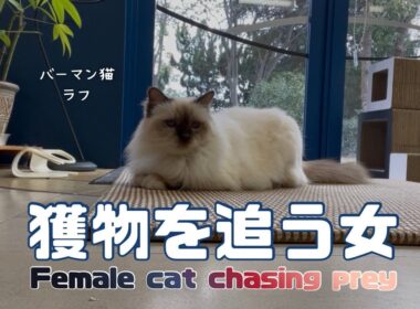 バーマン猫ラフ【獲物を追う女】Female cat chasing prey（バーマン猫）Birman/Cat