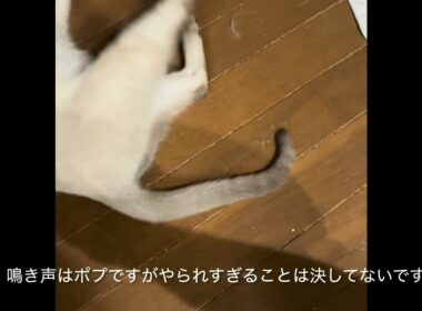 トンキニーズのポプと先輩猫との風景