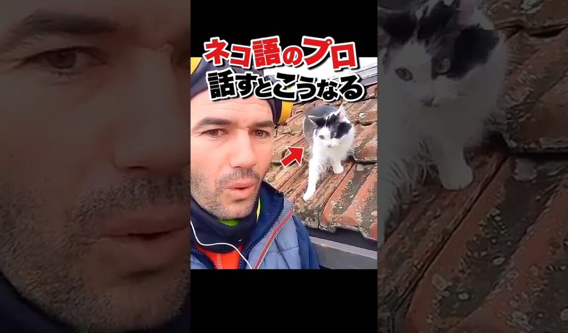 ネコ語を使ったら猫がバグった(꒪ȏ꒪)