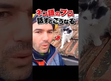 ネコ語を使ったら猫がバグった(꒪ȏ꒪)