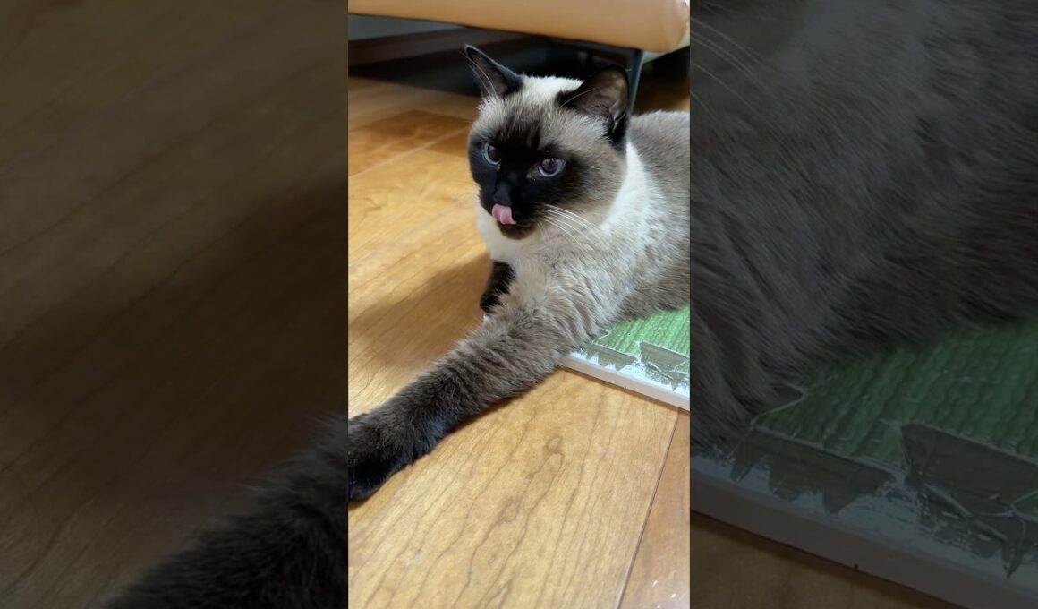 いいじゃんシャム猫のふくさん【たぬき猫】 #shorts  #猫のいる暮らし #cat #ねこ #しゃむねこ#cute