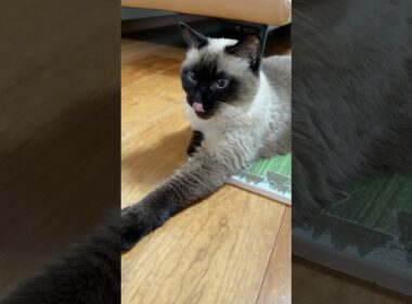 いいじゃんシャム猫のふくさん【たぬき猫】 #shorts  #猫のいる暮らし #cat #ねこ #しゃむねこ#cute