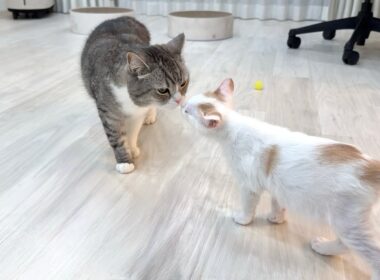 ボス猫が病院の匂いをつけて帰ってきたら新入り子猫の反応が可愛すぎましたw