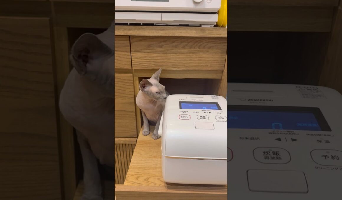 狭いところに入る猫スルタン【スフィンクス】