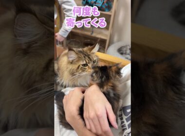 お姉さん猫にシャー！気の強いメインクーンの女の子猫　大型猫メインクーンの子猫時代#short