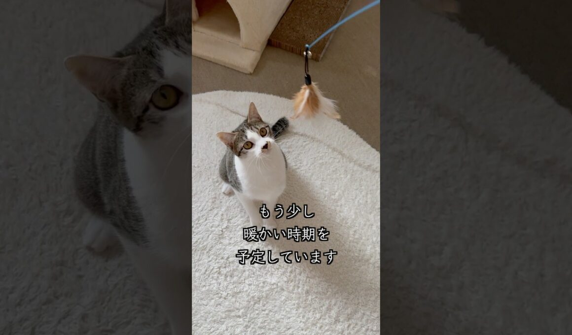 8ヶ月の保護子猫がVSD（心室中隔欠損症）とは思えない活発さで遊びます🐱 #shorts  #子猫動画 #保護子猫