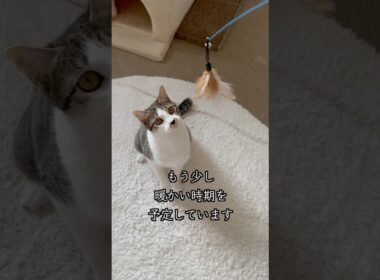 8ヶ月の保護子猫がVSD（心室中隔欠損症）とは思えない活発さで遊びます🐱 #shorts  #子猫動画 #保護子猫