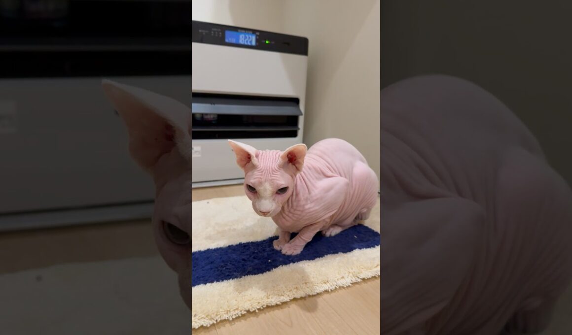 ストーブ前の良さに目覚めた猫アレクサンドラ【スフィンクス】