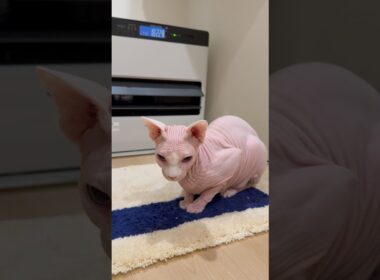 ストーブ前の良さに目覚めた猫アレクサンドラ【スフィンクス】