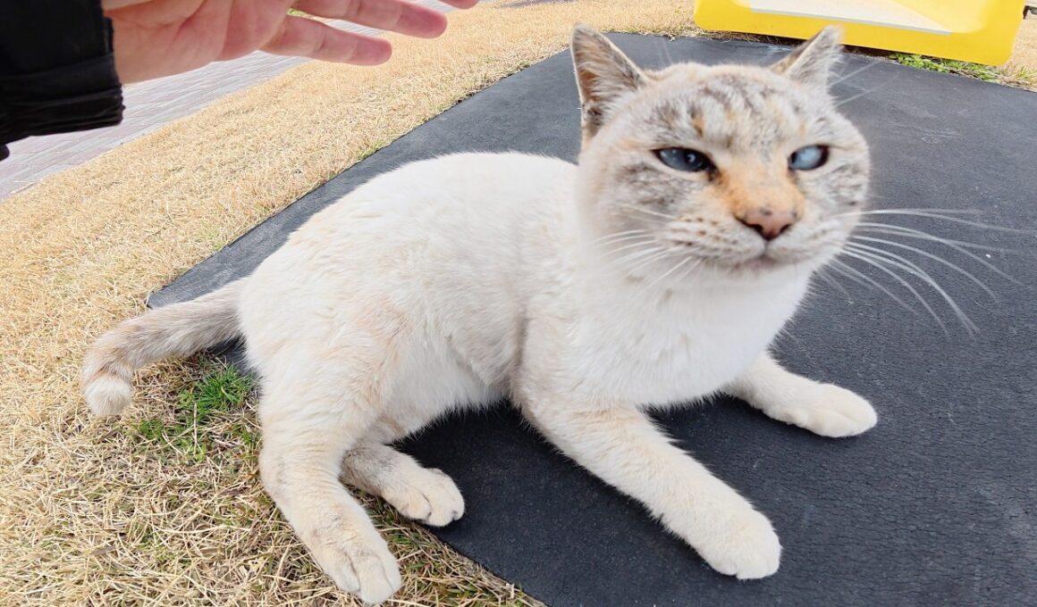 上機嫌で転げ回るシャム猫が「帰らないで！」と追いかけてきた