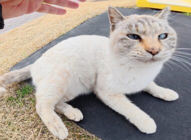 上機嫌で転げ回るシャム猫が「帰らないで！」と追いかけてきた