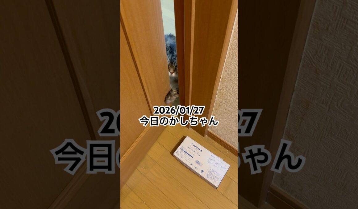 2026/01/27今日のかしちゃん #猫 #ペルシャ #カシス #cat #猫のいる暮らし