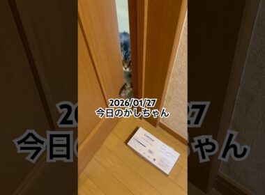 2026/01/27今日のかしちゃん #猫 #ペルシャ #カシス #cat #猫のいる暮らし
