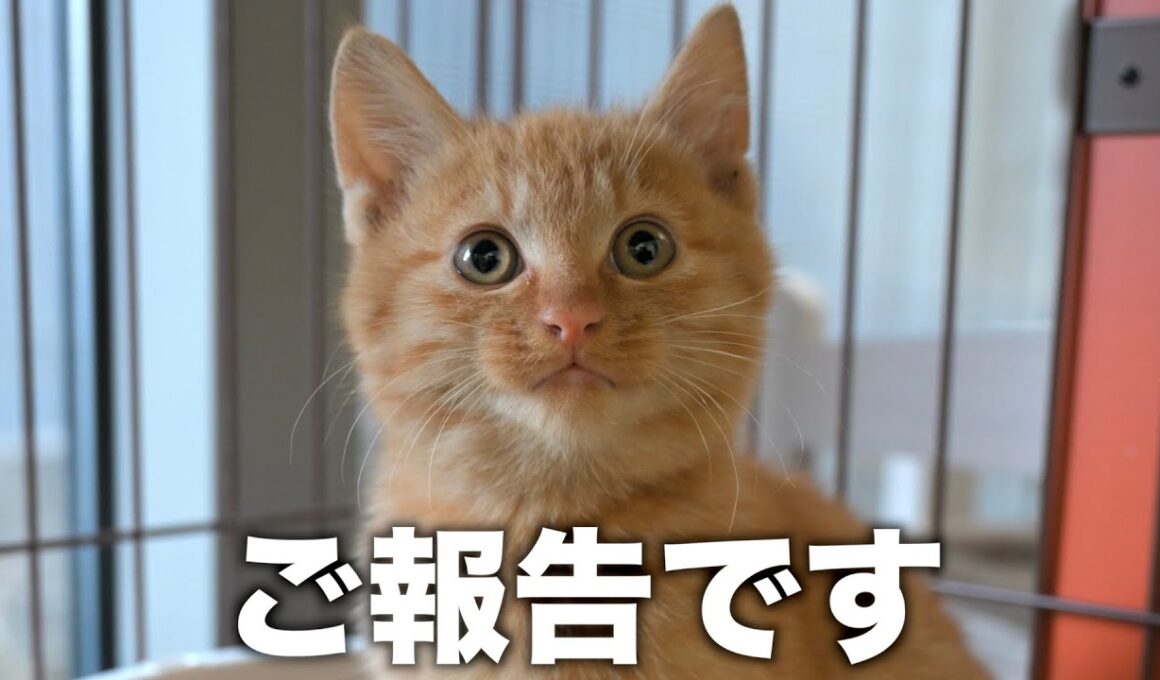 保護した子猫の今後について