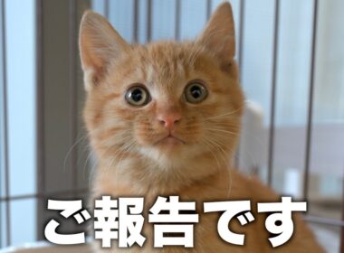 保護した子猫の今後について