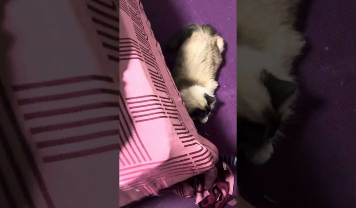 今日はダブルネクタイで遊ぶうみみ #バーマン #cat #birman #ねこのいる生活