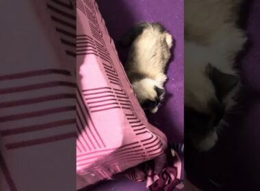 今日はダブルネクタイで遊ぶうみみ #バーマン #cat #birman #ねこのいる生活