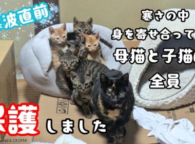 「寒いからうちにおいで」母猫と子猫６匹保護しましたが…