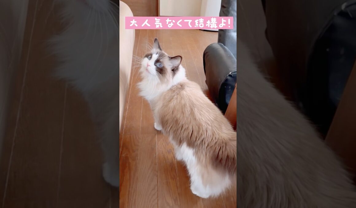 【大人気ないラグドール】#猫#cat #猫のいる暮らし #ラグドール#shorts