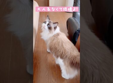【大人気ないラグドール】#猫#cat #猫のいる暮らし #ラグドール#shorts