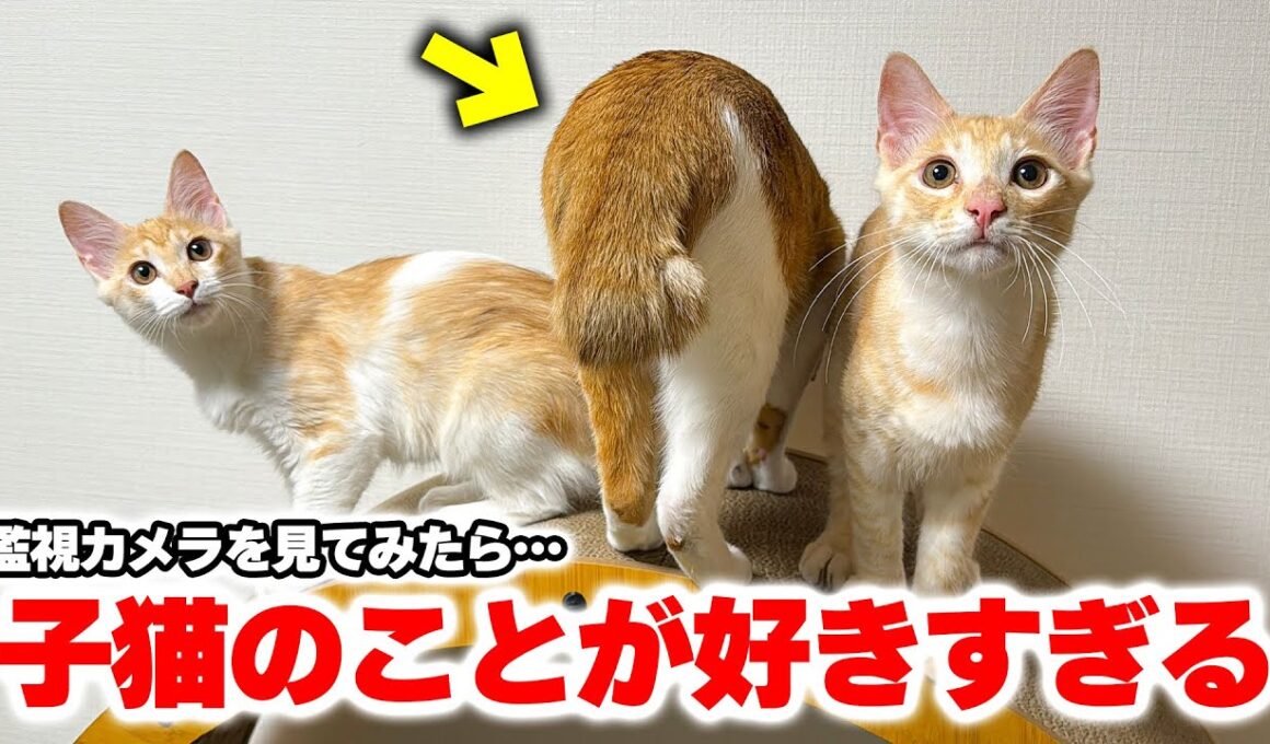 チップが子猫たちのことが好きすぎる件について。監視カメラの映像を確認したらとんでもない光景が映っていました…