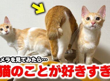 チップが子猫たちのことが好きすぎる件について。監視カメラの映像を確認したらとんでもない光景が映っていました…