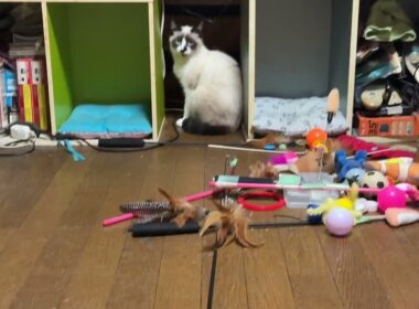 ネコジャラシ終了し休む三毛猫ミックス、キジシロのルル、シャムの雫、黒猫の黒夢。シャムのパンダは、物足りない顔