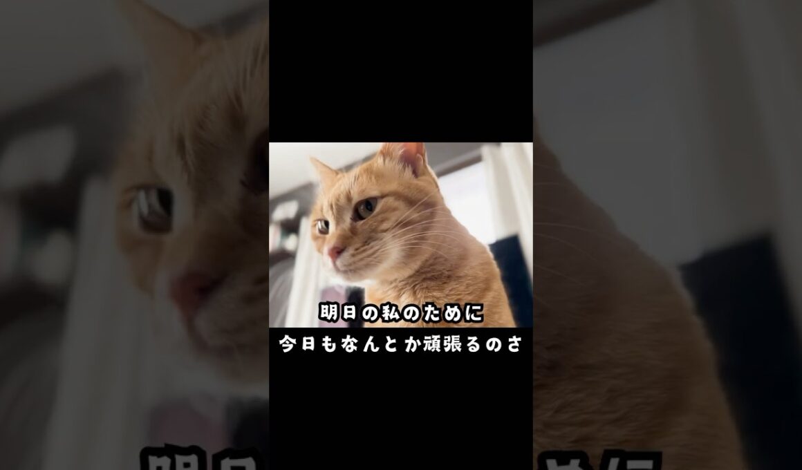 シャルトリューと茶トラ×明日の私に幸あれ #シャルトリュー #猫 #ねこ #明日の私に幸あれ #ネコ