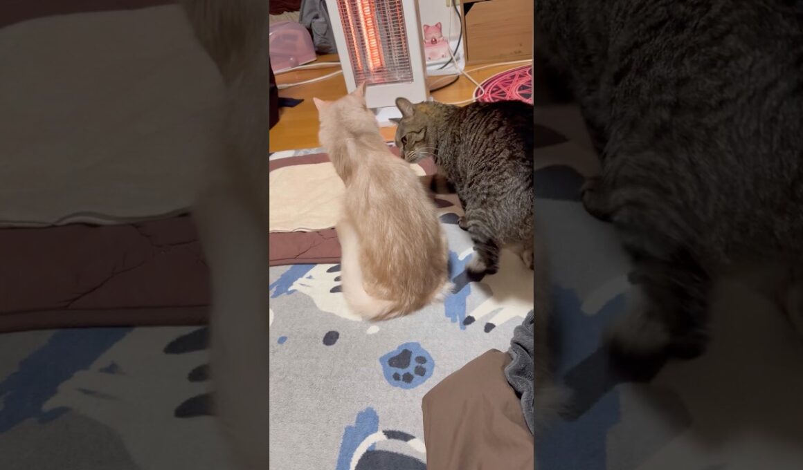 好き嫌い　#shorts #猫#キジトラ#ソマリ