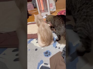 好き嫌い　#shorts #猫#キジトラ#ソマリ