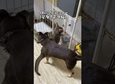 犬にニオイを嗅がせてあげる猫 #shorts #アビシニアン #チワワ